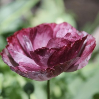 Seidenmohn Pandora (Samen)