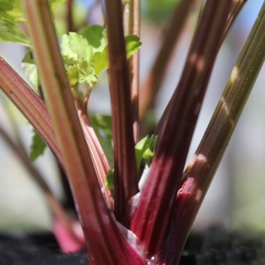 Stangensellerie Peppermint Sticks (Samen)