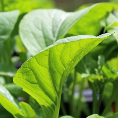 Komatsuna Big Leaf (Samen)