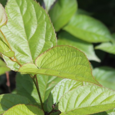 Preview: Sibirische Kiwi Aromatnaya weiblich (Pflanze)