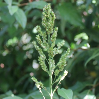 Silberhirse (Samen)