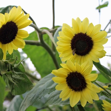 Sonnenblume Moonshine (Samen)