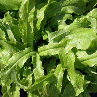 Spargelsalat Yu Mai Tsai (Samen)