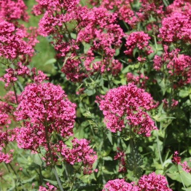 Spornblume rotblühend (Samen)