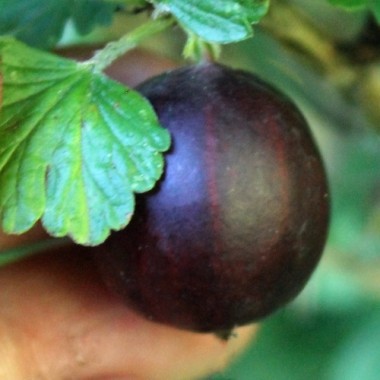 Stachelbeere Black Velvet (Pflanze)