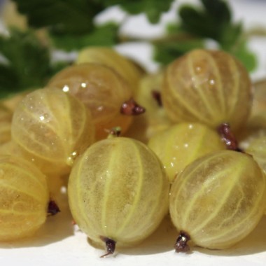 Stachelbeere Whitesmith (Pflanze)