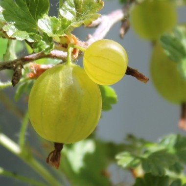 Stachelbeere Whitesmith (Pflanze)