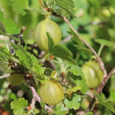 Stachelbeere Whitesmith (Pflanze)