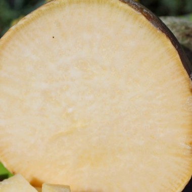 Steckrübe Gowrie (Samen)
