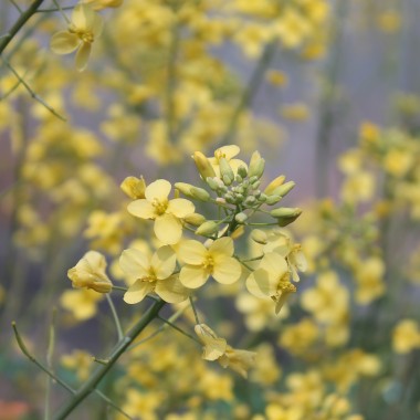 Steckrübe Gowrie (Samen)