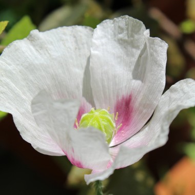 Österreichischer Graumohn (Samen)