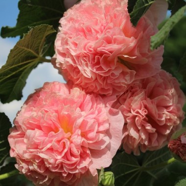 Stockrose Chater's Salmon-Pink (Samen)
