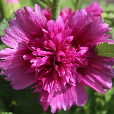 Stockrose (niedrig) Queeny Purple (Samen)