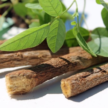 Lakritze - Süßholz (Samen)