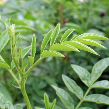 Lakritze - Süßholz (Samen)