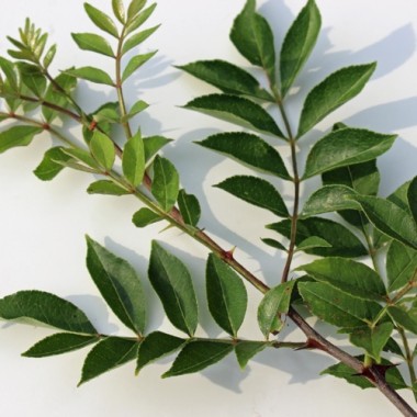 Szechuanpfeffer (Pflanze)