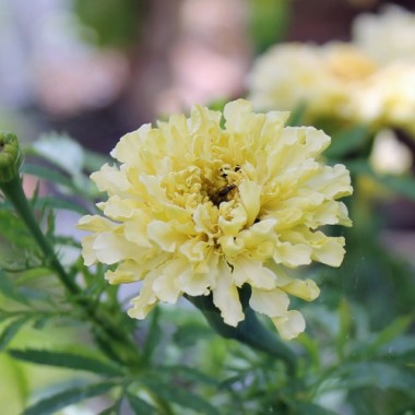 Tagetes Albatros (Samen)