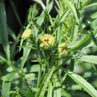 Tagetes Albatros (Samen)