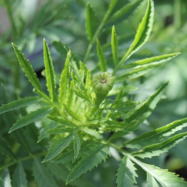 Tagetes Albatros (Samen)