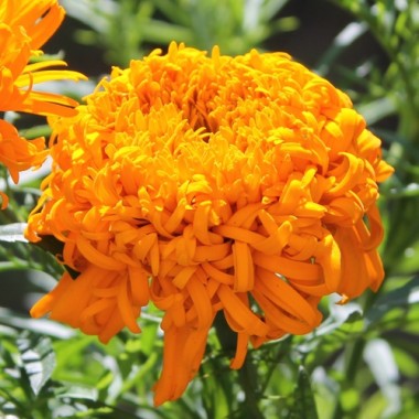 Tagetes Fantastic Orange (Samen)