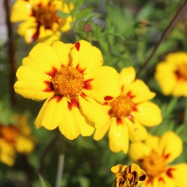 Tagetes Legion of Honor (Samen)