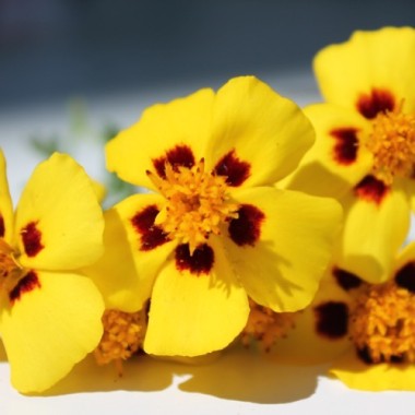 Tagetes Legion of Honor (Samen)