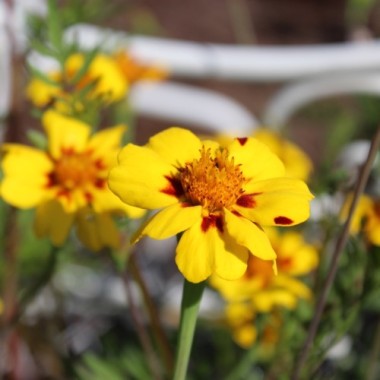 Tagetes Legion of Honor (Samen)
