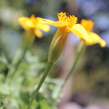 Tagetes Legion of Honor (Samen)