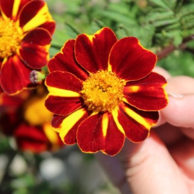 Tagetes Mr. Majestic (Samen)