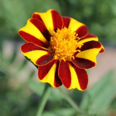 Tagetes Mr. Majestic (Samen)
