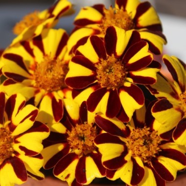 Tagetes Mr. Majestic (Samen)
