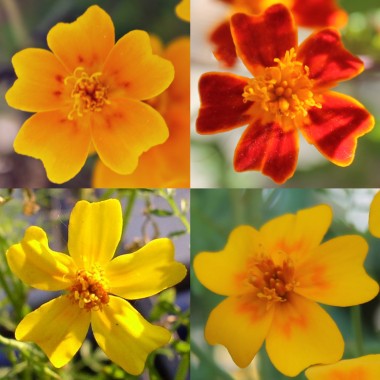 Gewürztagetes Mischung (Samen)