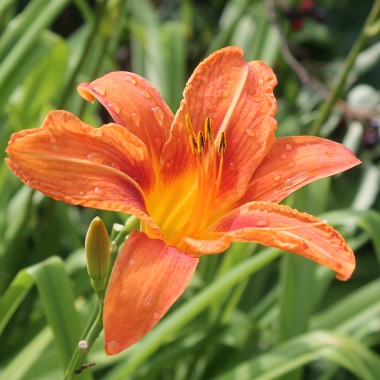 Taglilie orange (Pflanze)