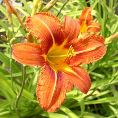 Taglilie orange (Pflanze)