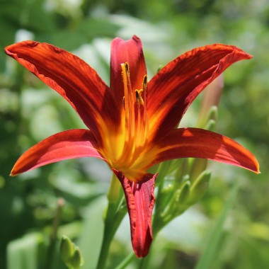 Taglilie rot (Pflanze)
