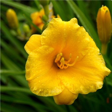 Taglilie Stella d'Oro (Pflanze)