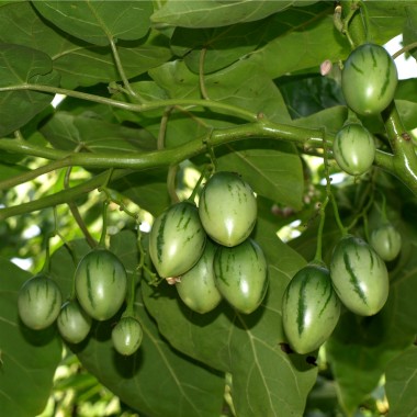 Tamarillo - Baumtomate rot (Samen)