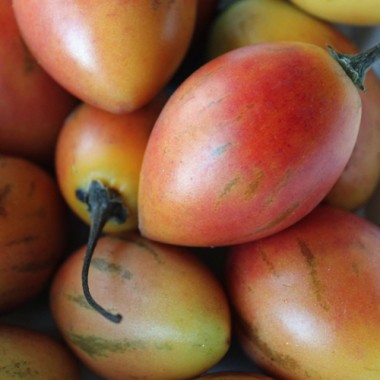 Tamarillo - Baumtomate orange (Samen)