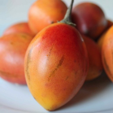 Tamarillo - Baumtomate orange (Samen)