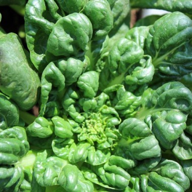 Tatsoi Tama (Samen)