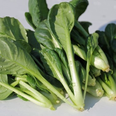 Tatsoi Tama (Samen)