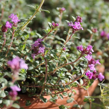 Thymian Wine and Roses (Pflanze)