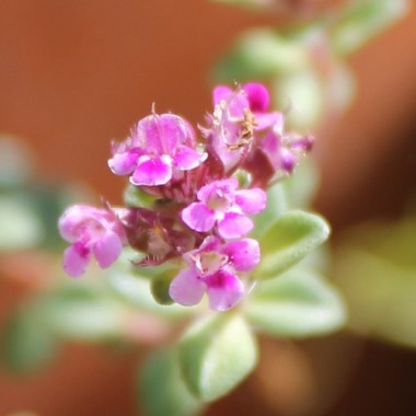 Thymian Wine and Roses (Pflanze)