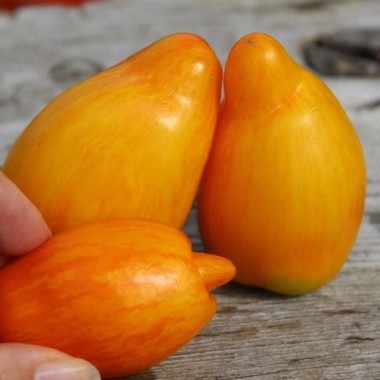 Tomate Yellow Fire (Samen)