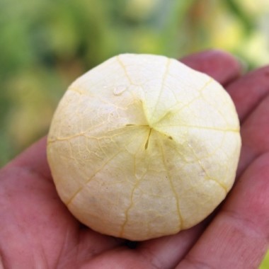 Tomatillo Amarylla (Samen)