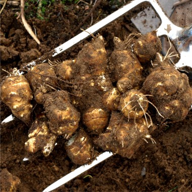 Preview: Topinambur Bianca (Pflanze)