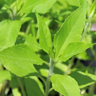 Topinambur Dwarf Sunray (Pflanze)