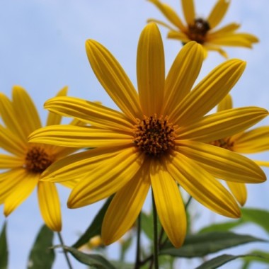 Topinambur Dwarf Sunray (Pflanze)