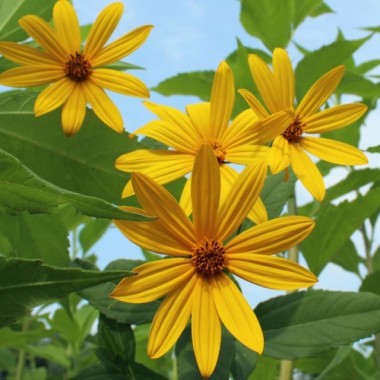 Topinambur Dwarf Sunray (Pflanze)