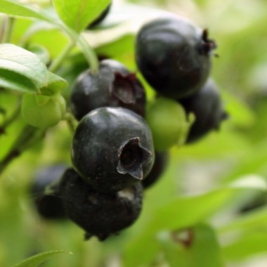 Blaubeere Emil (Pflanze)